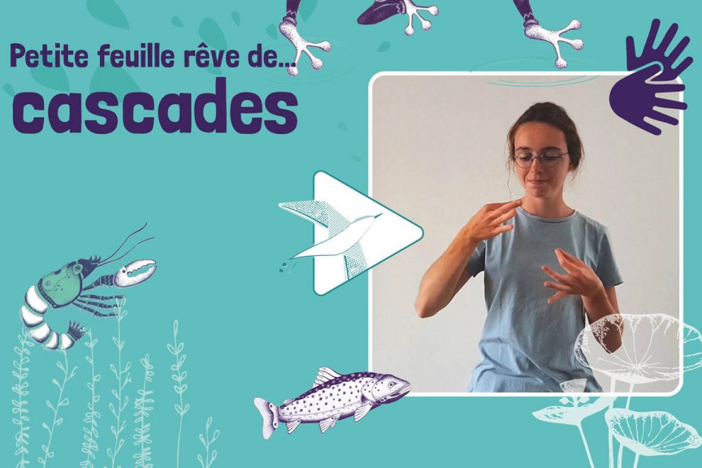 Visuel de petite feuille rêve de cascade en LSF