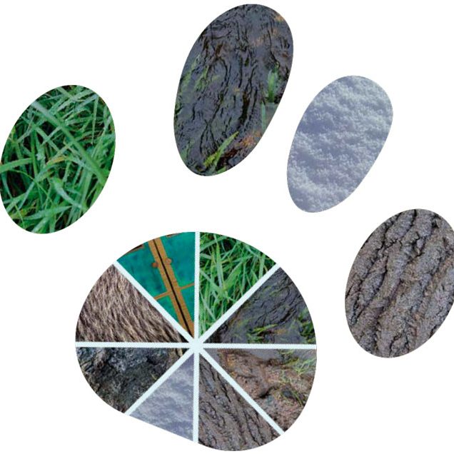 CHASSE A L OURS lecture et randonnée sensorielle la photo montre une patte d'ours avec dans chaque doigts une matière qui va être découverte et touchée pendant la randonnée