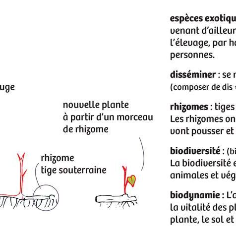Convergence des loutres, panneau d'éco-interprétation des zones humides - panneau définition de la renouée